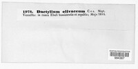 Dactylium olivaceum image